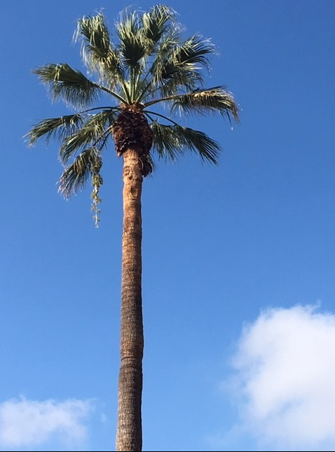 palm tree